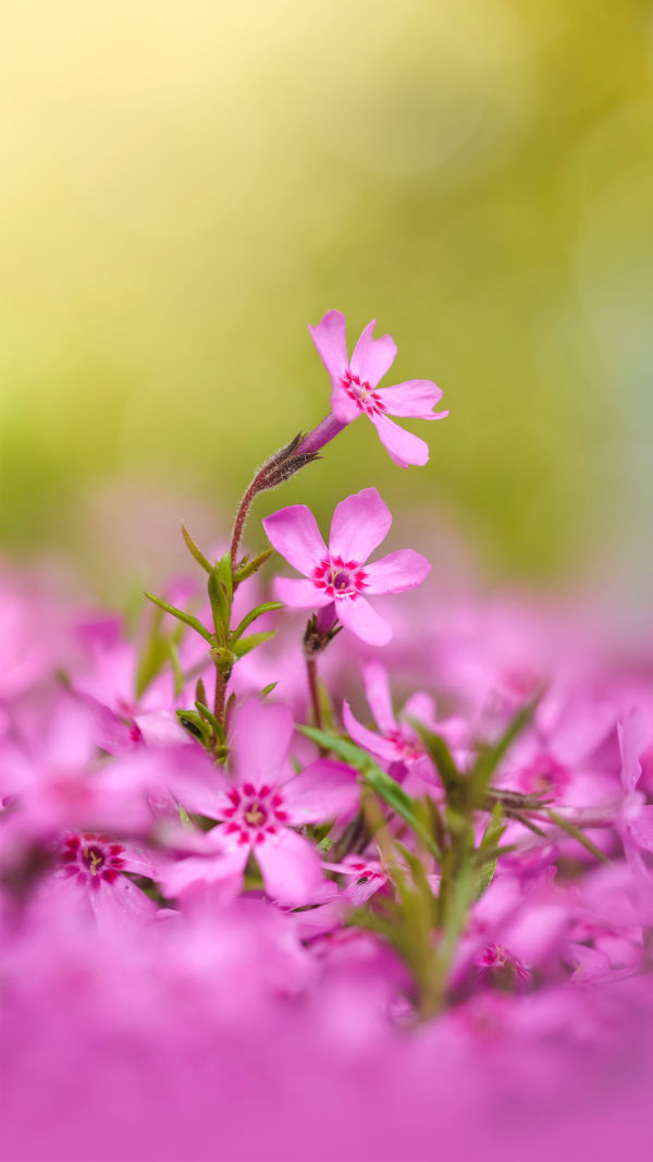 Why Flowers Are So Bright