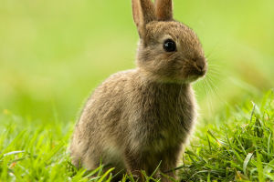 Whimsical Rabbits Revealed