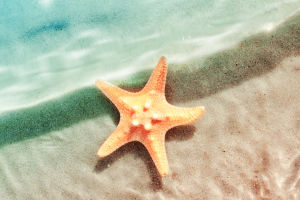 Starfish: Marine Wonders