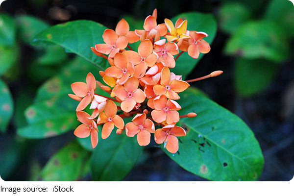 L'évolution des fleurs