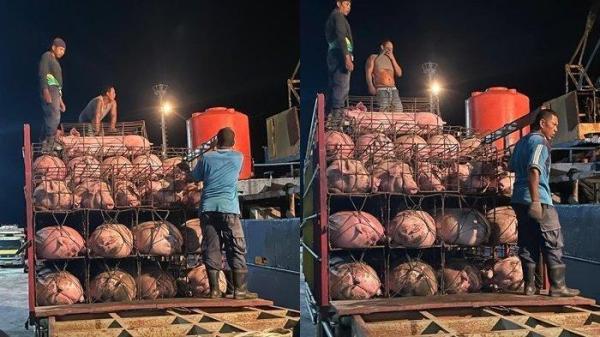 750 babi yang dibawa dari Bali ke Sulawesi Utara.