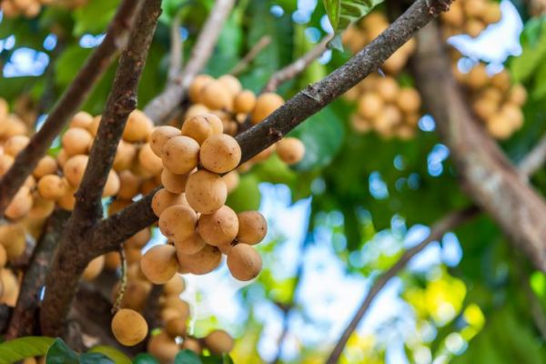 Duh! Wanita Ini Dipenjara Usai Jual Buah yang Dihinggapi Lalat