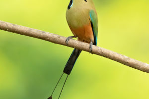 Turquoise-browed Motmot