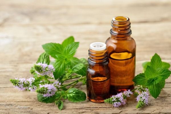 Peppermint essential oil and fresh peppermint flowers on the wooden board