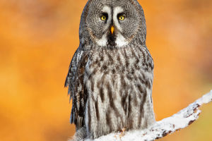 The Enigmatic Owl