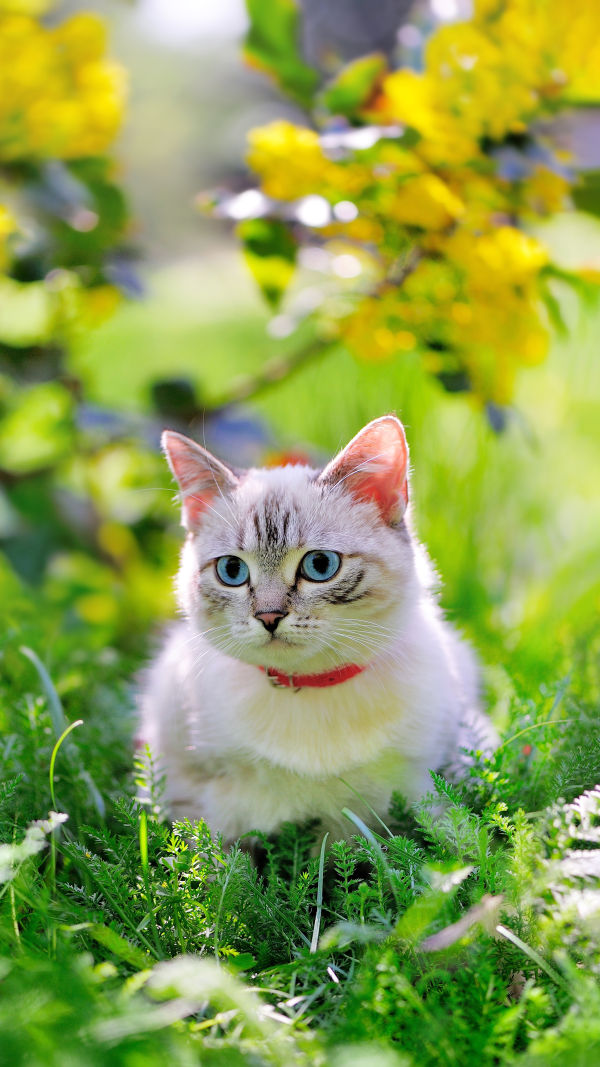 Are Bell Collars Really Bad?