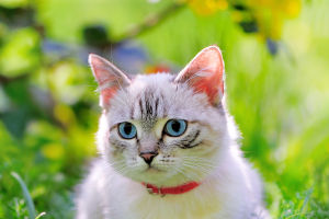Are Bell Collars Really Bad?
