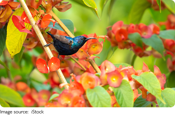 India's Color-Changing Bird