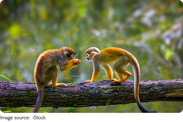 Monkey Fun Facts!