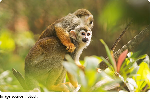Monkey Fun Facts!