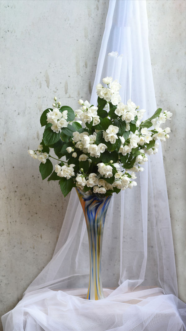 Perfect Jasmine