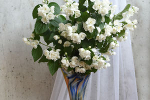 Perfect Jasmine