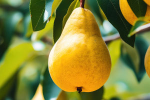 The Health Benefits of Pears