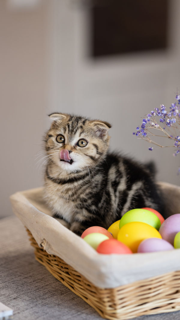Cats' Tongue Tricks
