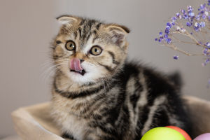 Cats' Tongue Tricks