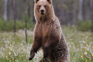 The Grizzly Bear