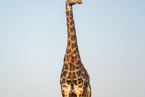 Astonishing Giraffe