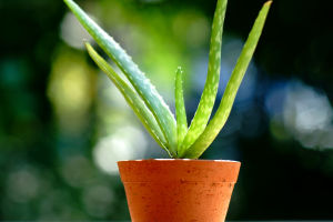 Aloe Vera Overview
