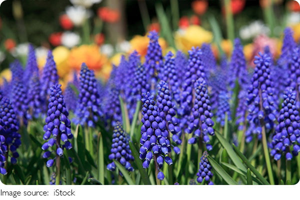 Muscari: Encanto Azul