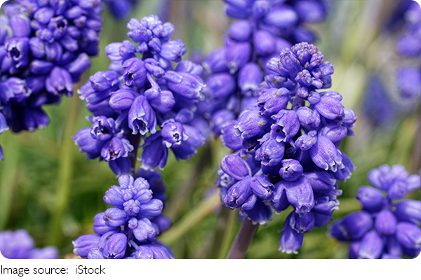 Keindahan Muscari