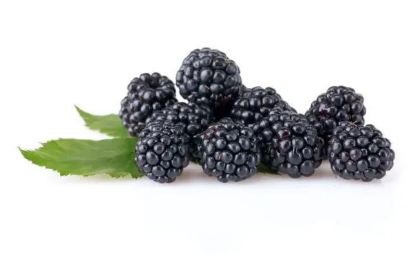 blackberry