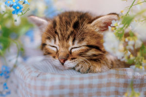 Cat Sleep Positions: Meaning