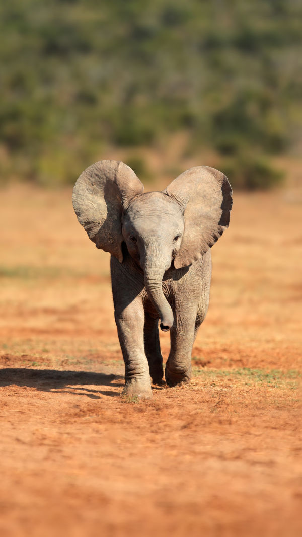 Colossal Elephant Marvel