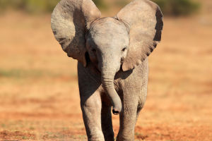 Colossal Elephant Marvel