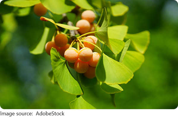 The Living Fossil Tree
