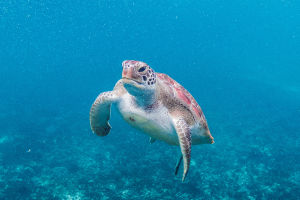 Exploring Green Sea Turtles
