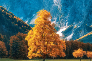 Colorful In Autumn