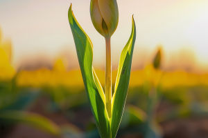 Tulip Overview