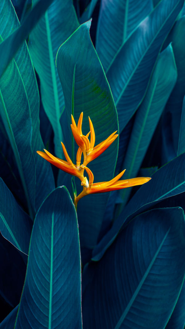 Exotic Bloom Secrets