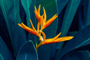 Exotic Bloom Secrets