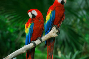 The Fascinating Macaw Parrot