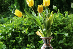 Tulip: From Bulbs to Blooms
