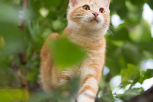 Cats and Commands