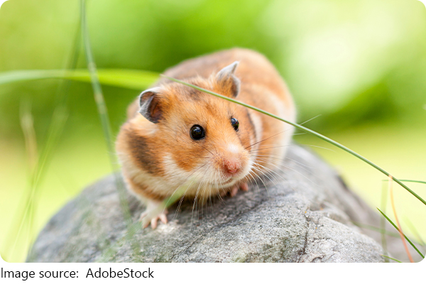 Hamster Ernährung