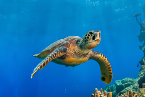 Turtle Shell Microbiota