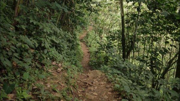 Jalur pendakian menuju pos 3 Gunung Butik Bogor dengan aneka vegetasi yang rapat.