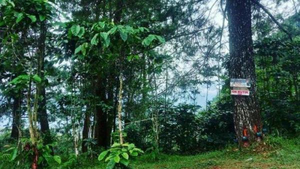 Jalur pendakian Gunung Butik, tempat wisata yang disukai pendaki karena meski mungil namun treknya menantang.
