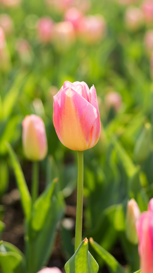 Tulips: A Floral Masterpiece