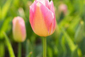 Tulips: A Floral Masterpiece
