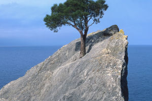 Pines: Rocky Resilience