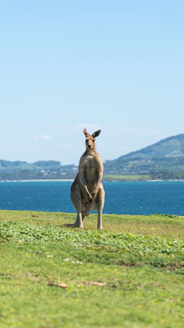Kangaroo Ecology Explored