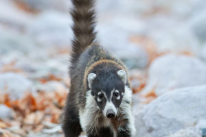 Coati Wonders Revealed