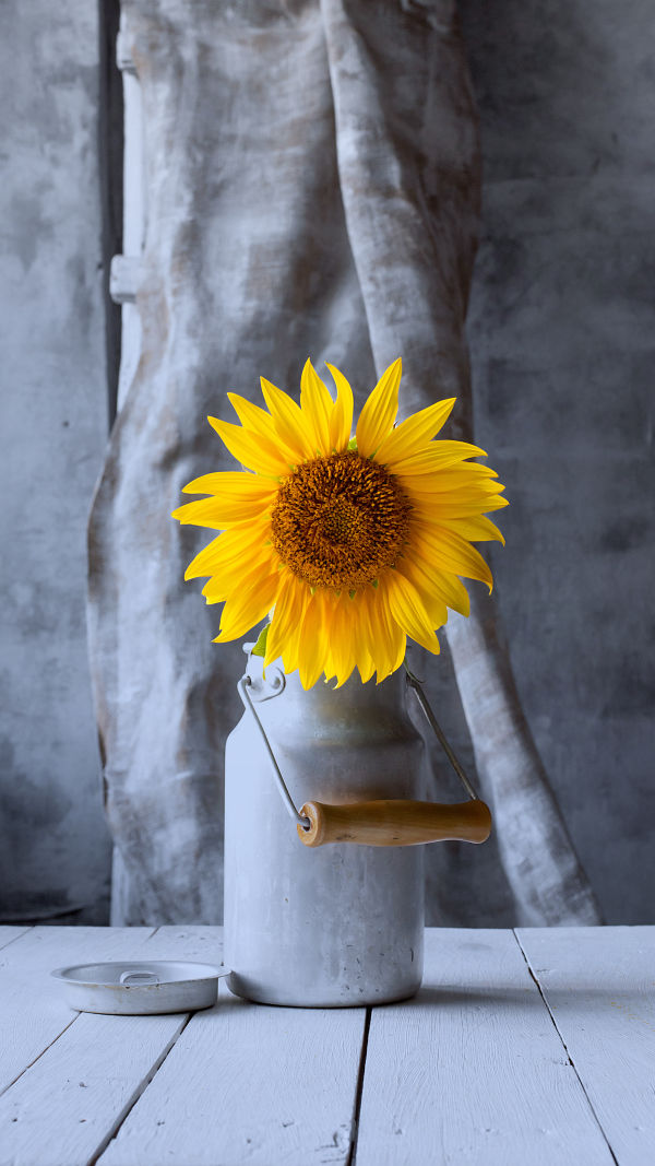 Sunflowers in Your Garden