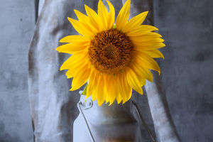 Sunflowers in Your Garden