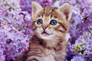 Cats' Secret Emotional World
