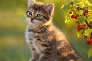 Overview and Impact of Cats